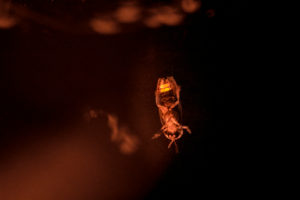 Fireflies, fireflies, lampyrida, light organ Fireflies, fireflies, lampyrida, light organ